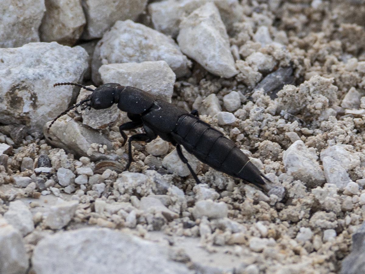 Habitus